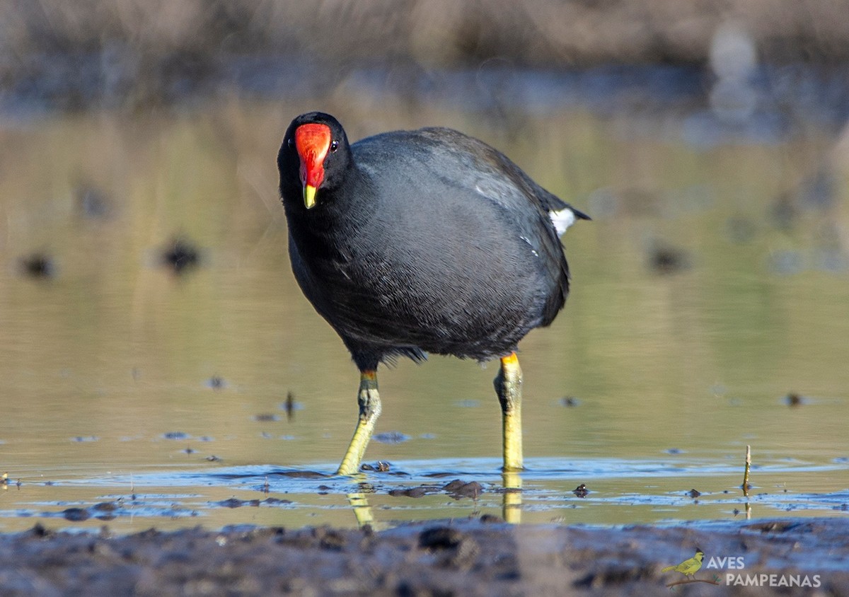 Gallinule d'Amérique - ML620392109