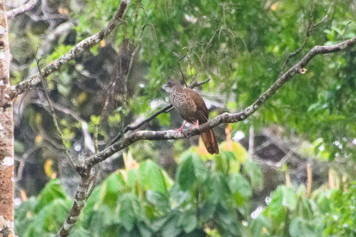 Chachalaca Moteada (guttata/subaffinis) - ML620392119