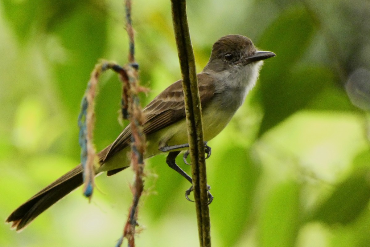 Short-crested Flycatcher - ML620392124