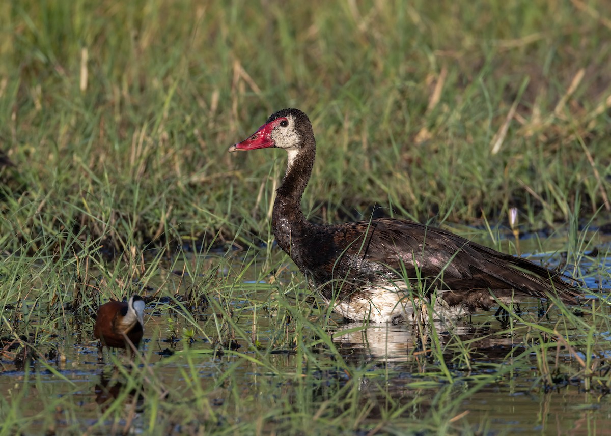 Spur-winged Goose - ML620392125