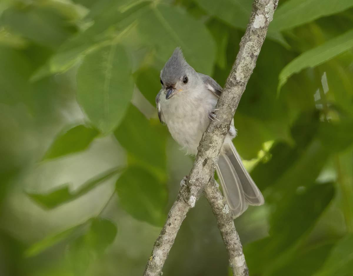 Tufted Titmouse - ML620392129