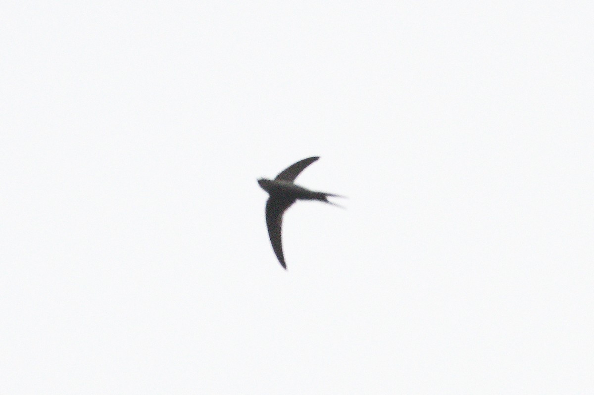 Fork-tailed Palm Swift - ML620392144