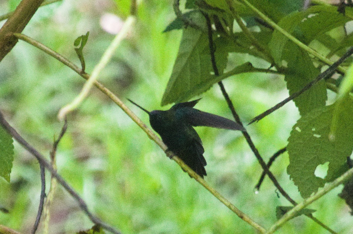 kolibřík modročelý - ML620392147