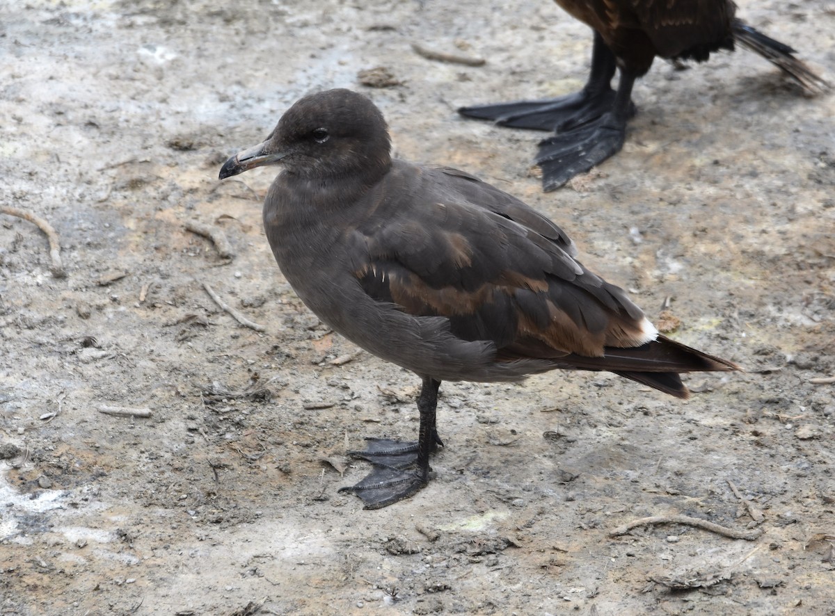 Gaviota Mexicana - ML620392151