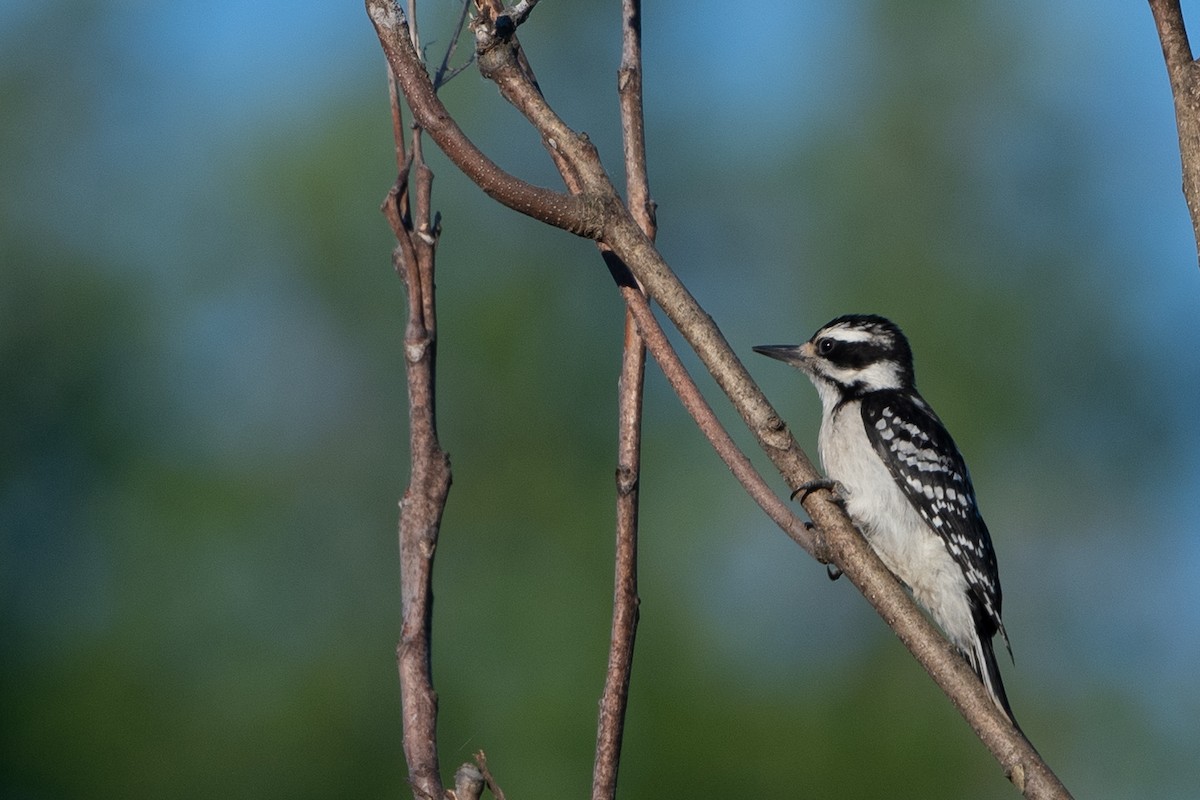 Hairy Woodpecker - ML620392170