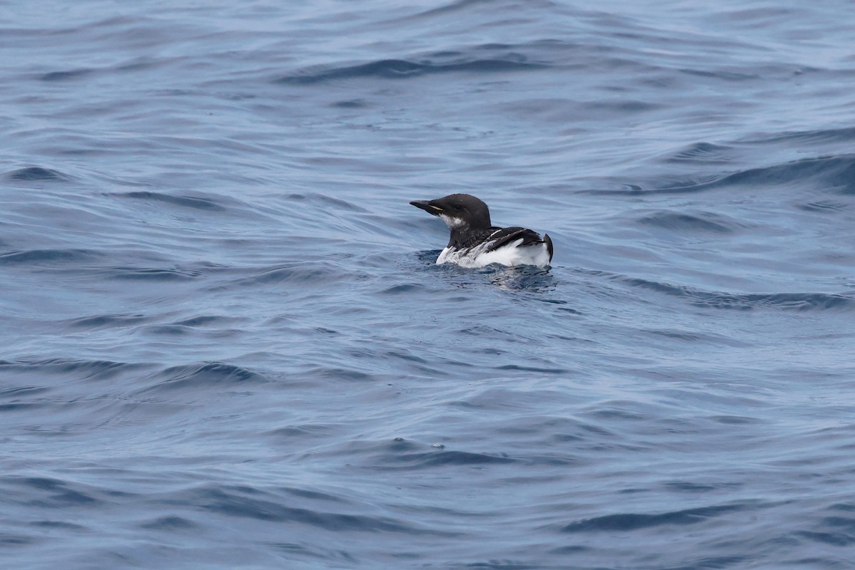Thick-billed Murre - ML620392176