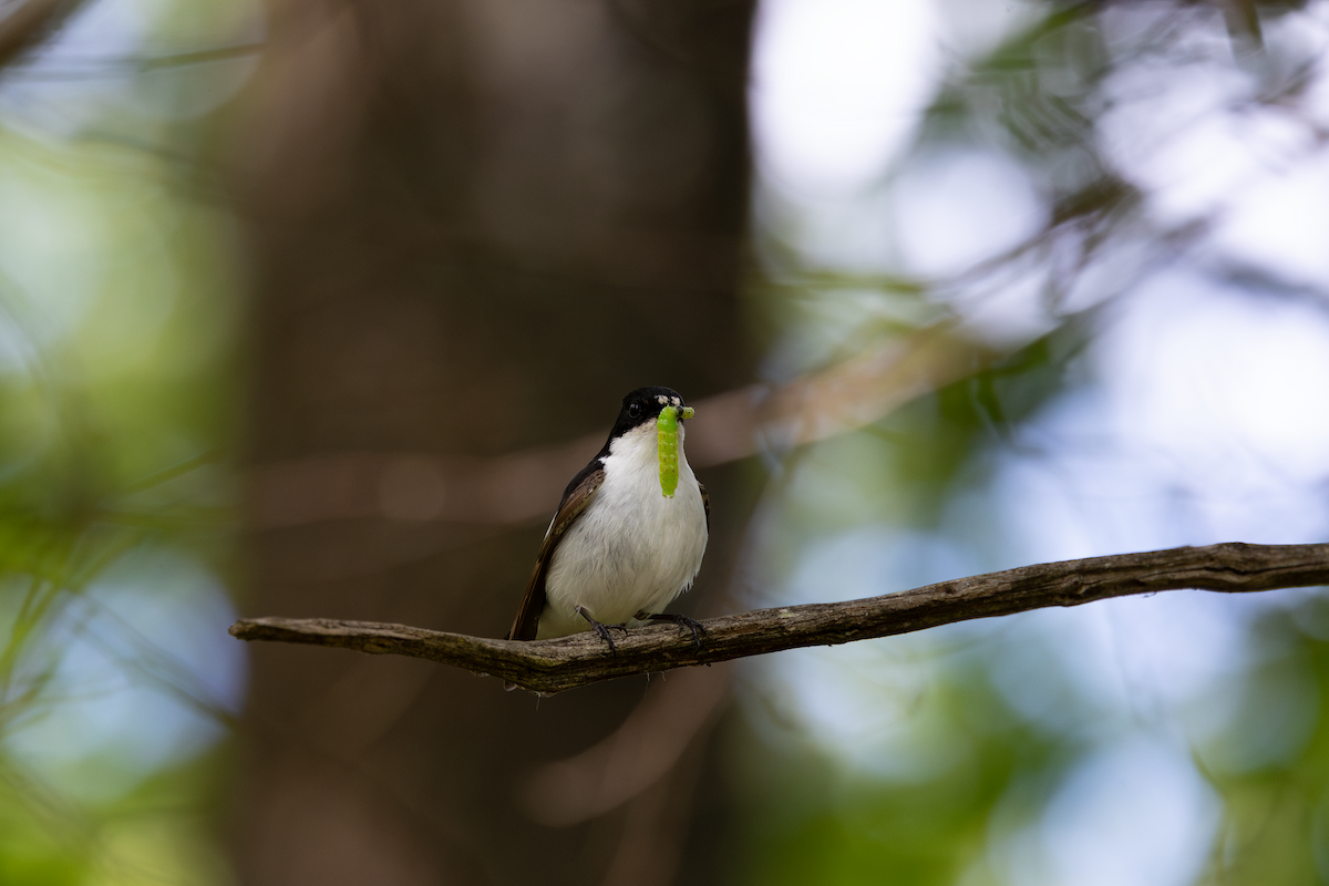 European Pied Flycatcher - ML620392177