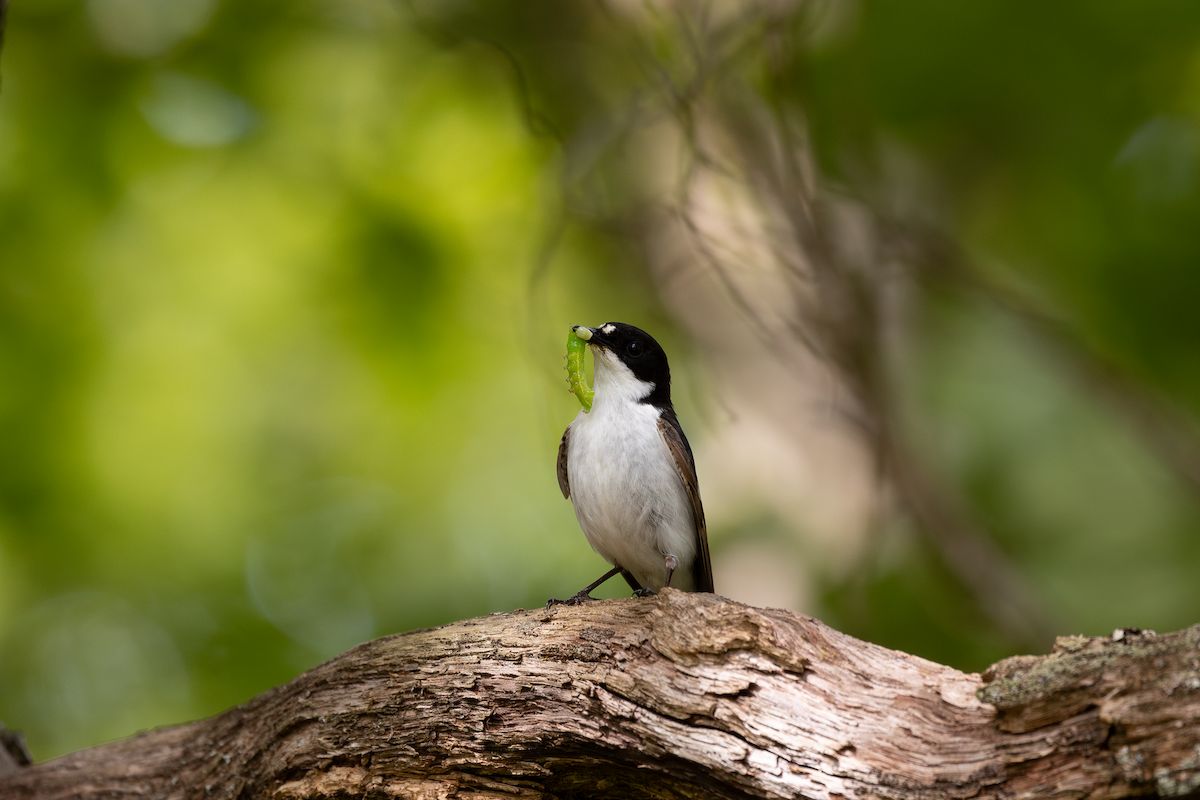 European Pied Flycatcher - ML620392178