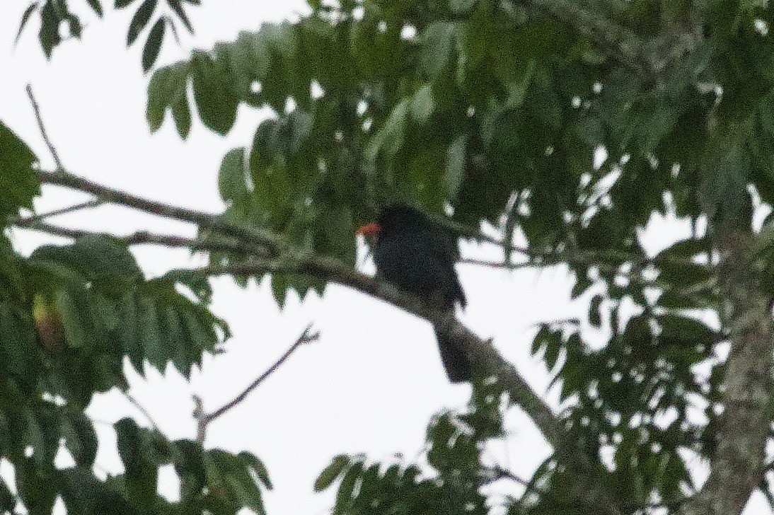 Black-fronted Nunbird - ML620392180