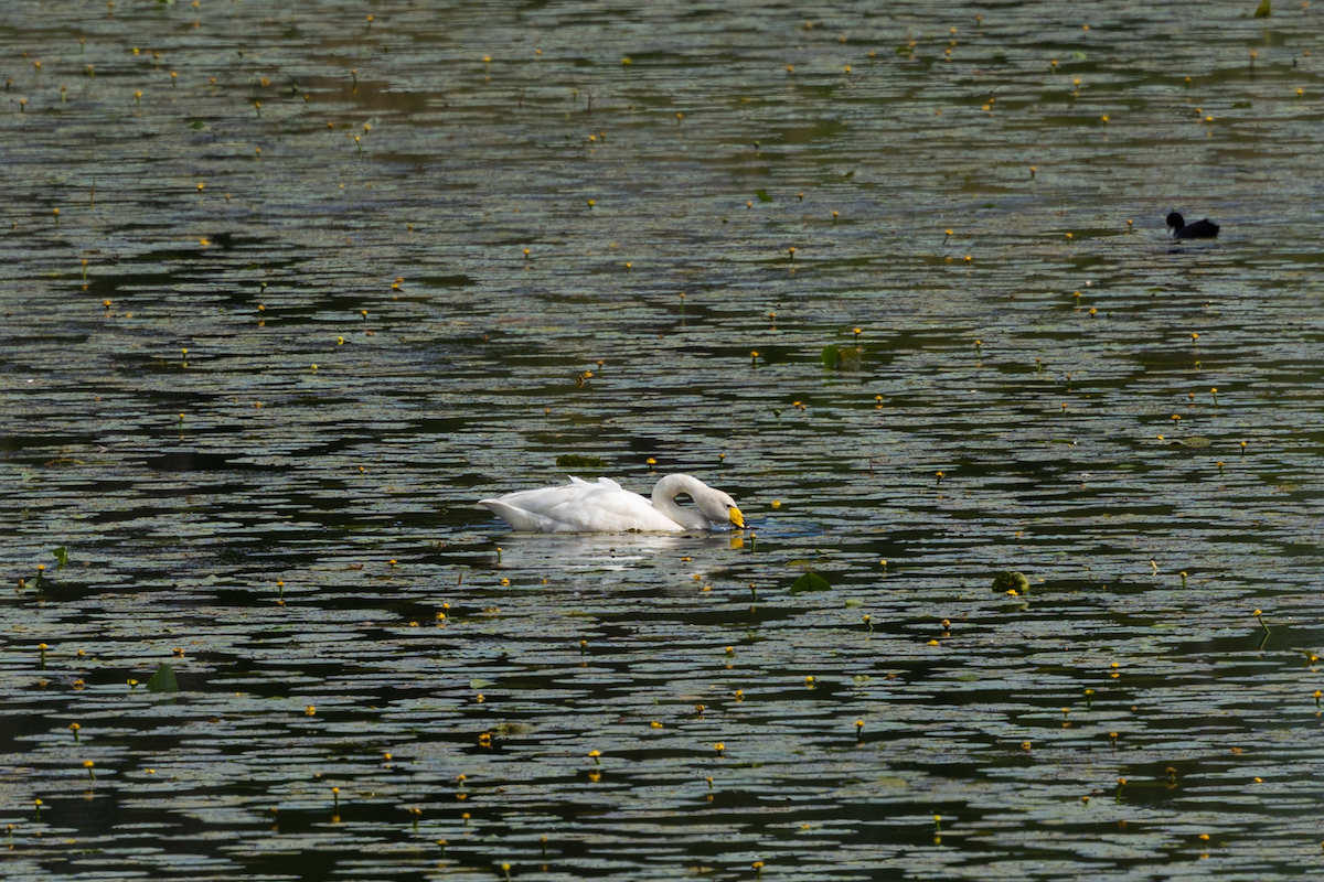 Whooper Swan - ML620392187