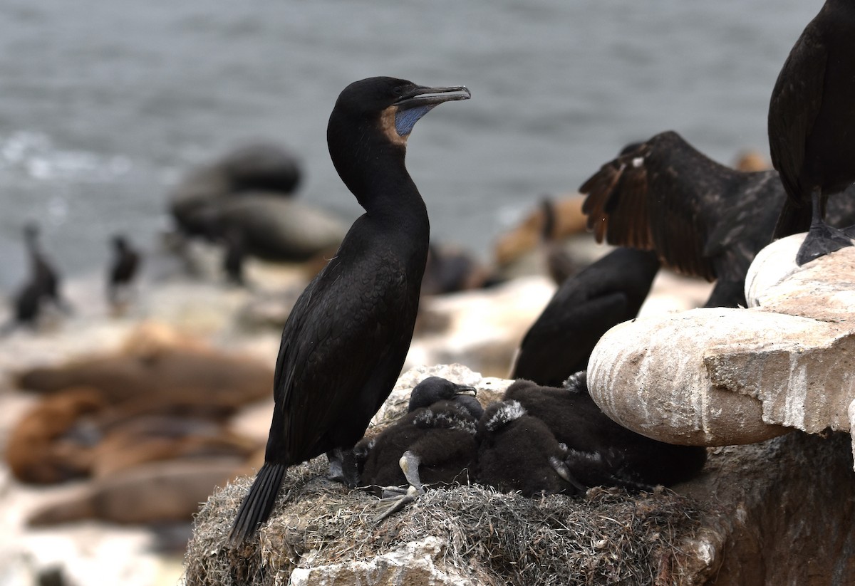 Brandt's Cormorant - ML620392189