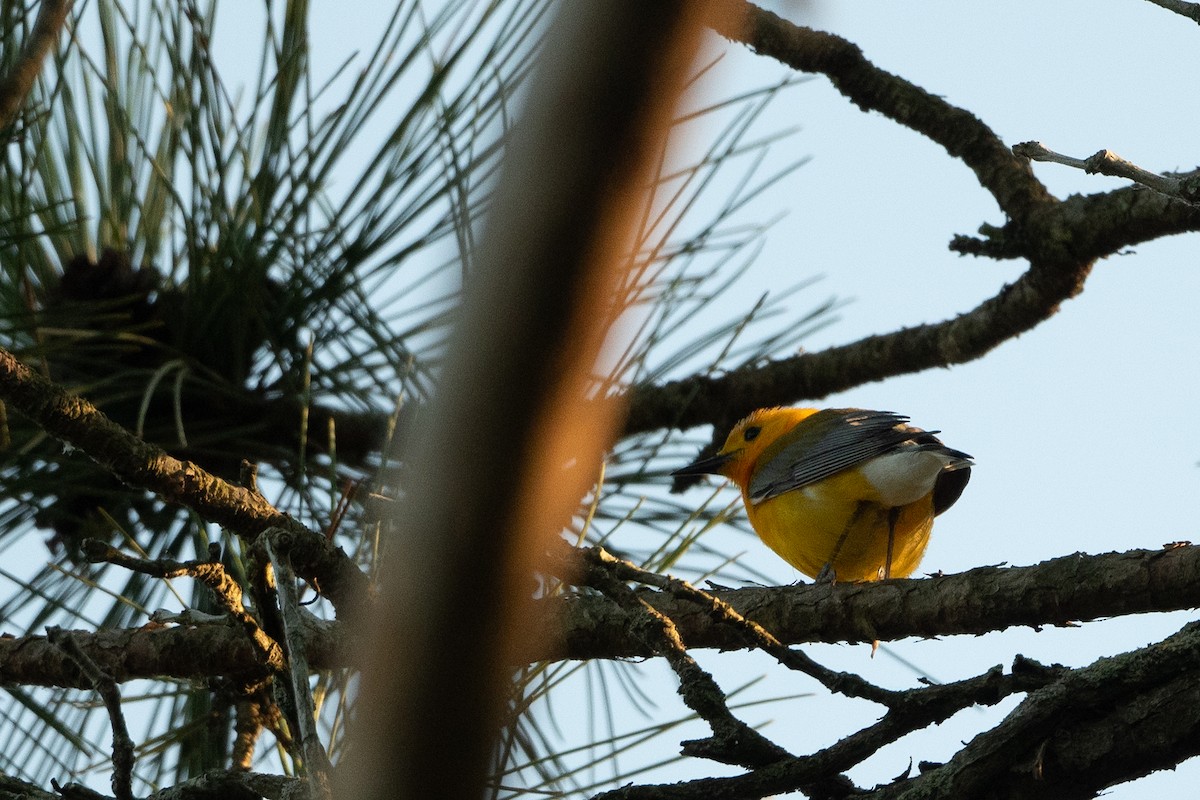 Prothonotary Warbler - ML620392190