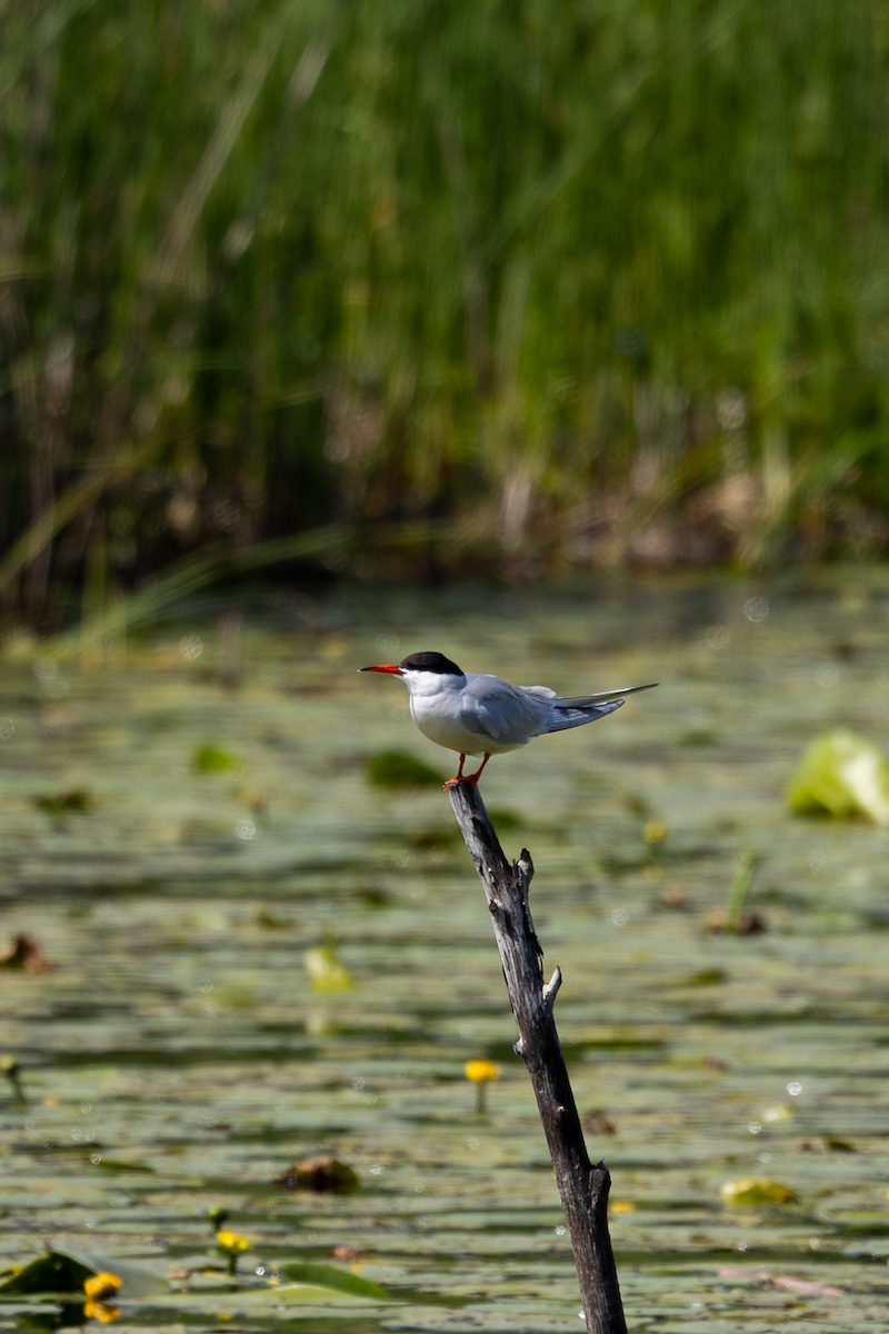 Common Tern - ML620392191