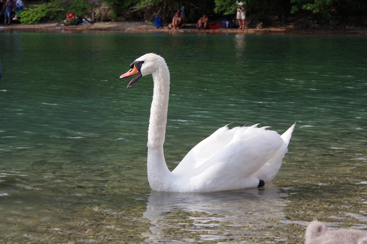 Mute Swan - ML620392205