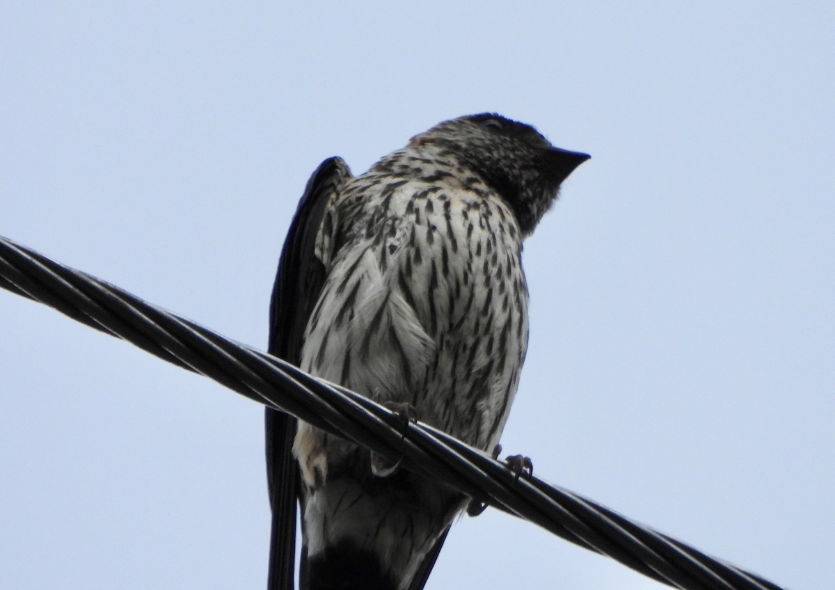 Striated Swallow - ML620392220