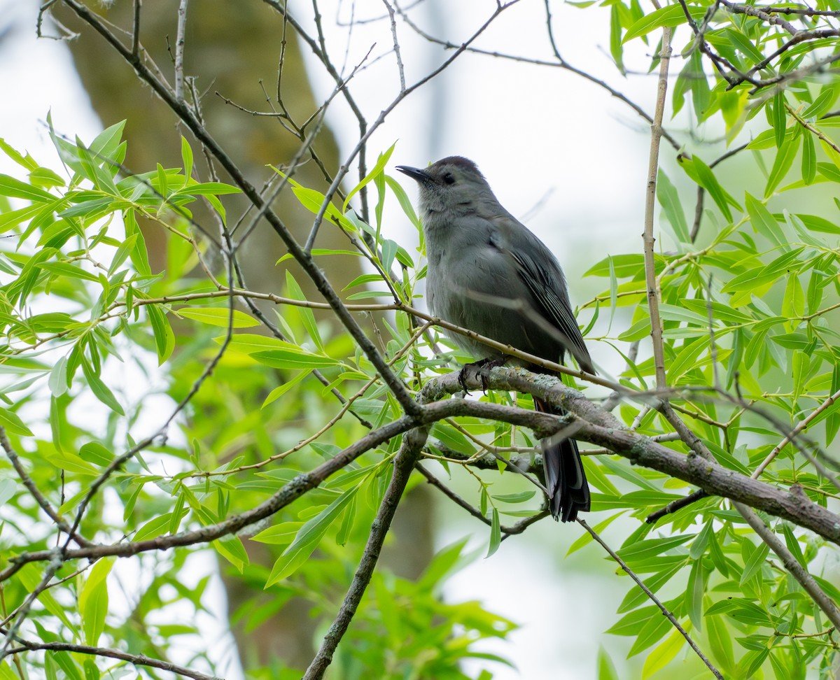 Gray Catbird - ML620392225