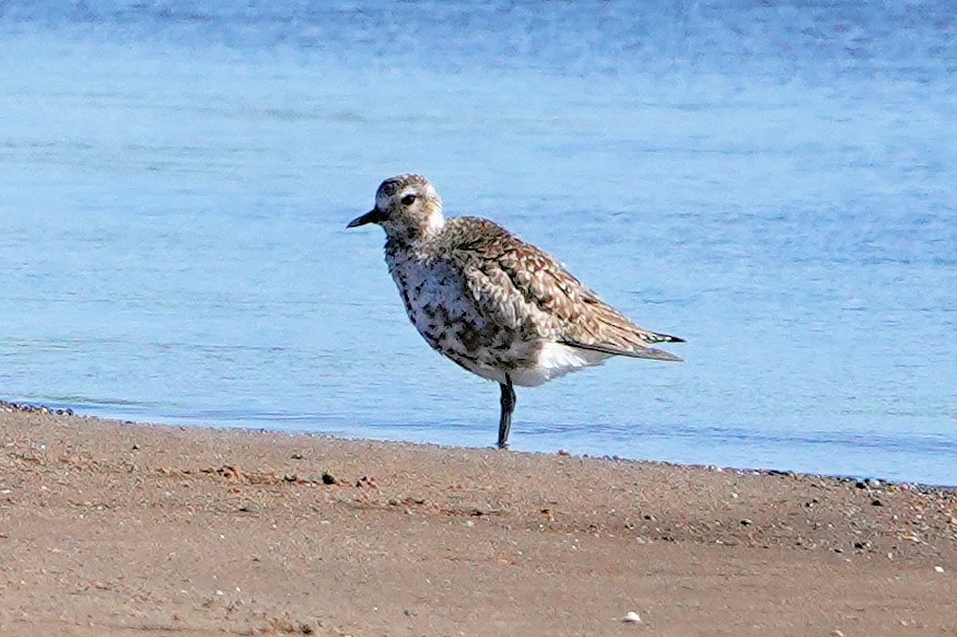 Black-bellied Plover - ML620392226