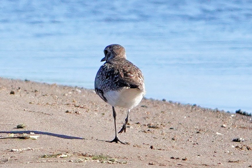 Black-bellied Plover - ML620392227