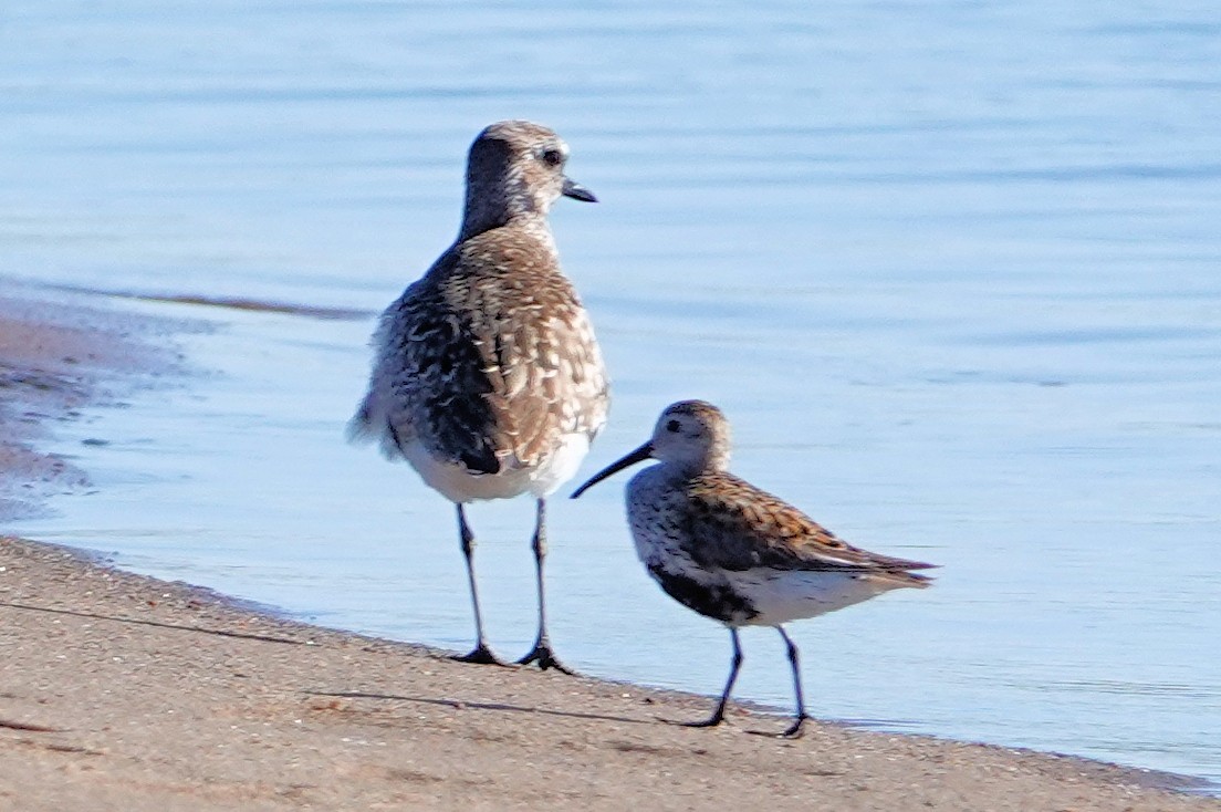 Black-bellied Plover - ML620392228