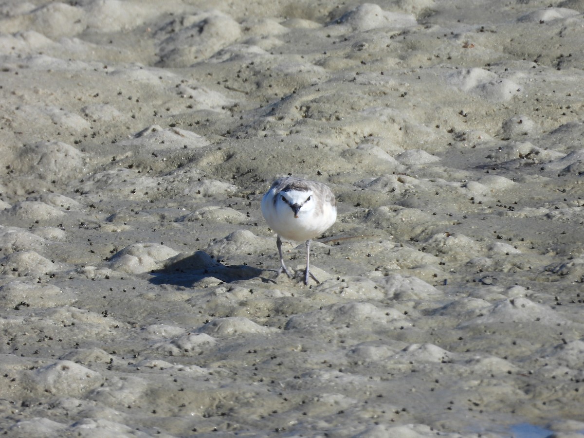 White-fronted Plover - ML620392230