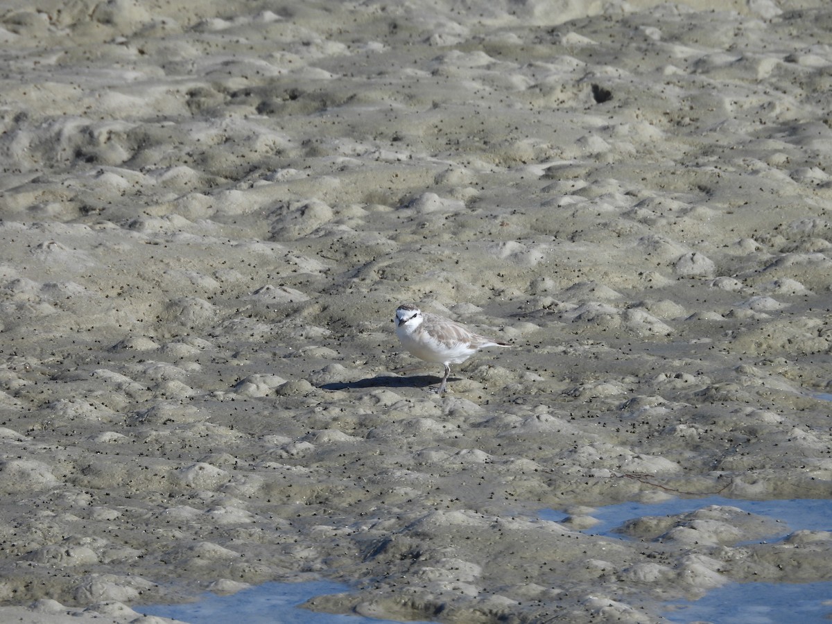 White-fronted Plover - ML620392233