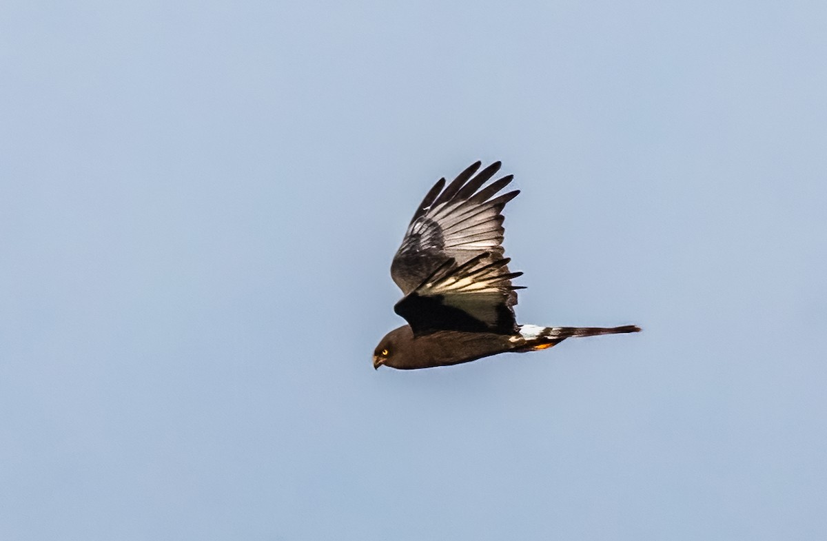 Black Harrier - ML620392241