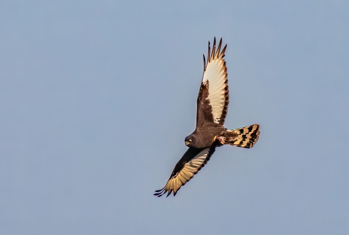 Black Harrier - ML620392244