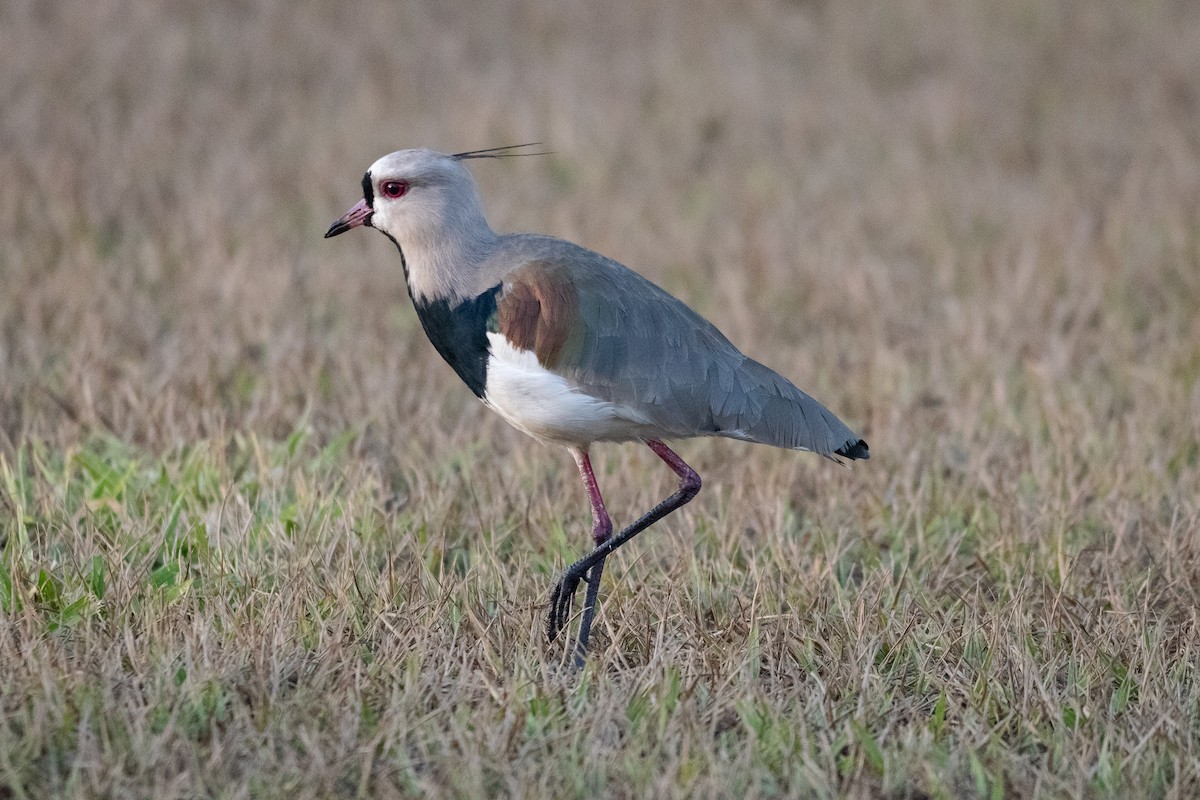 Southern Lapwing - ML620392253