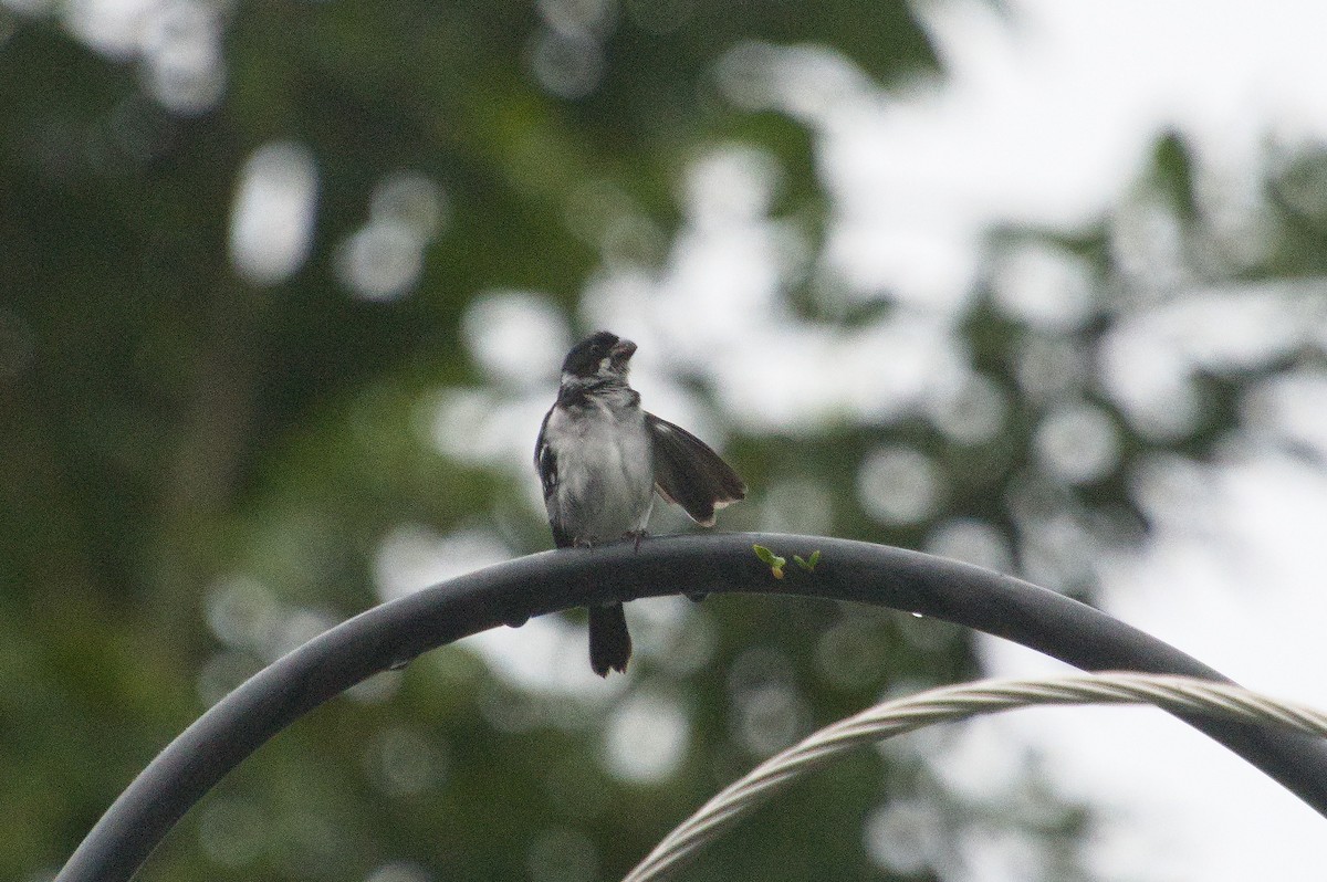 Wing-barred Seedeater (Caqueta) - ML620392261