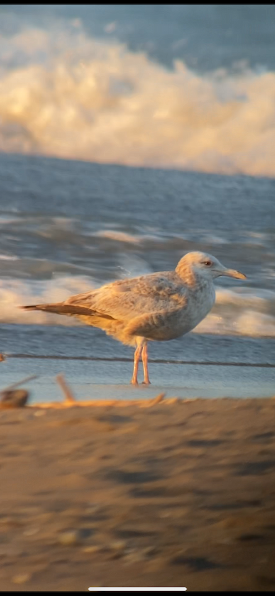 Herring Gull - ML620392262