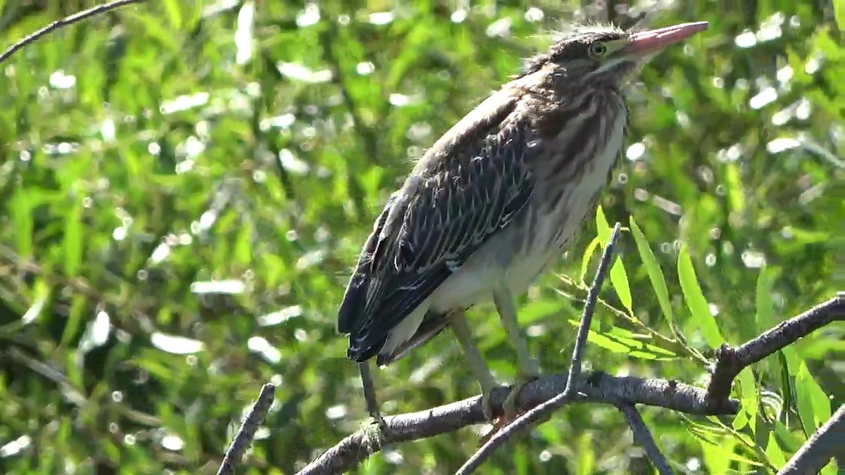 Green Heron - ML620392271