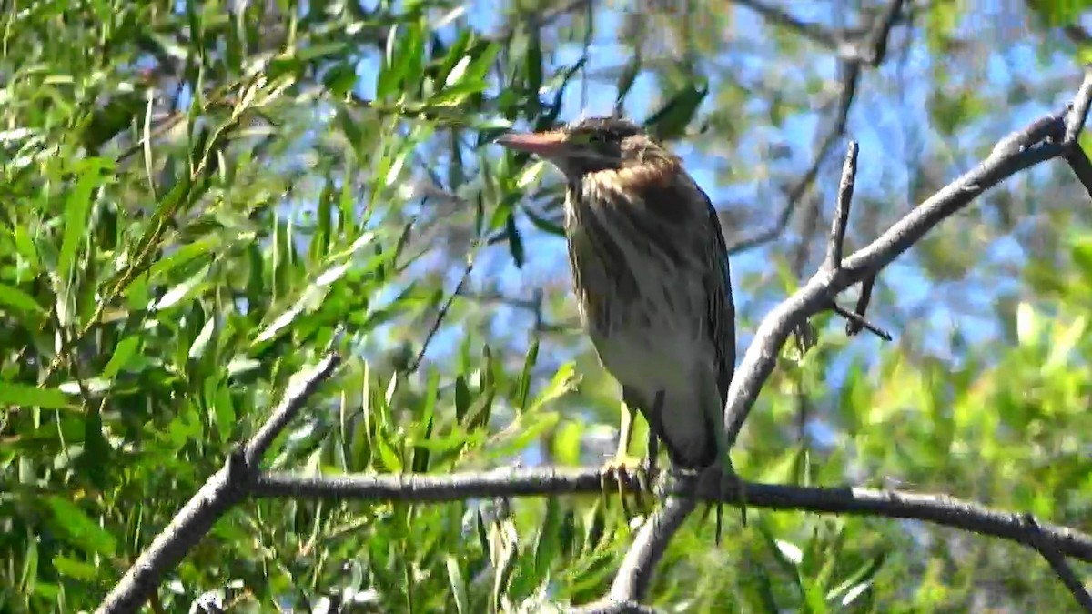 Green Heron - ML620392273