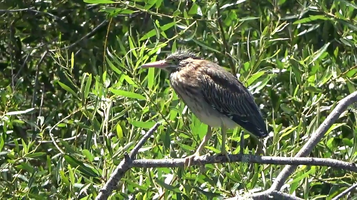 Green Heron - ML620392274