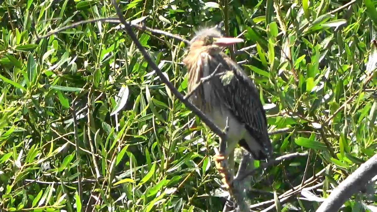 Green Heron - ML620392275