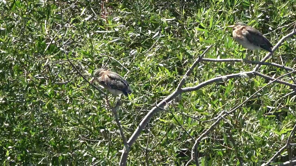 Green Heron - ML620392277