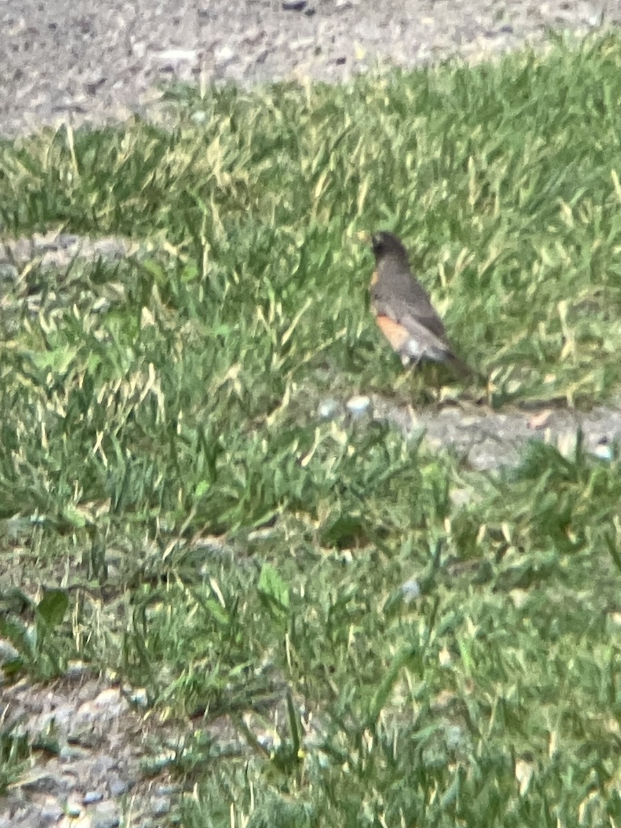 American Robin - ML620392280