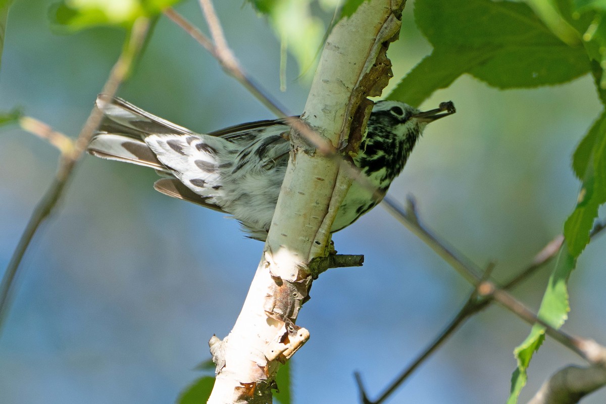 Black-and-white Warbler - ML620392284