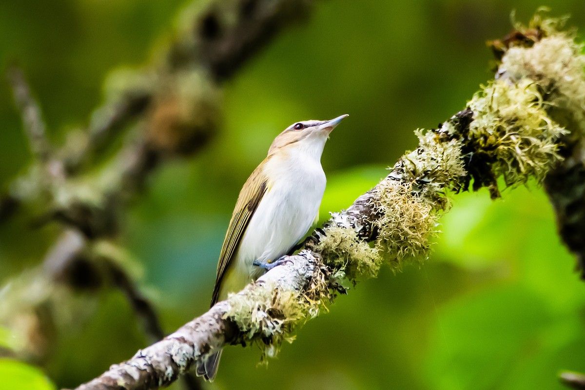 Red-eyed Vireo - ML620392285