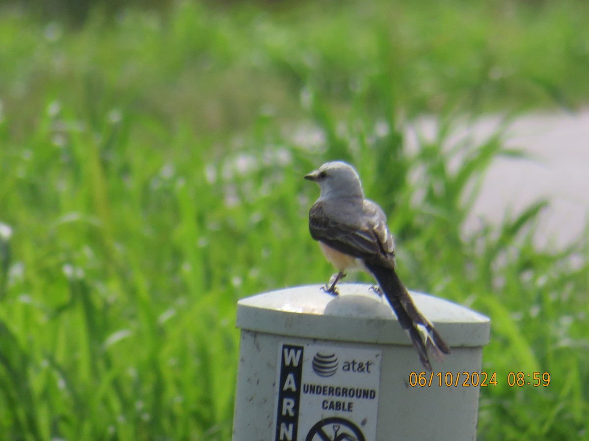 Scissor-tailed Flycatcher - ML620392297