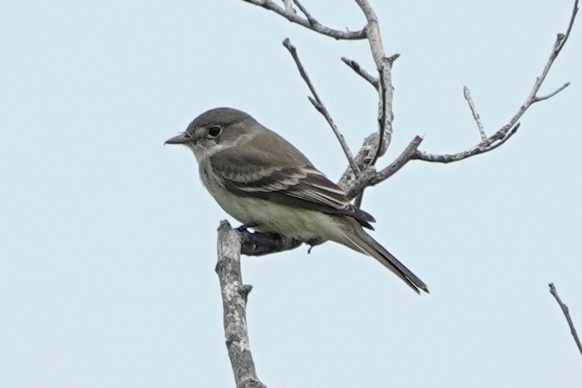 Willow Flycatcher - ML620392300