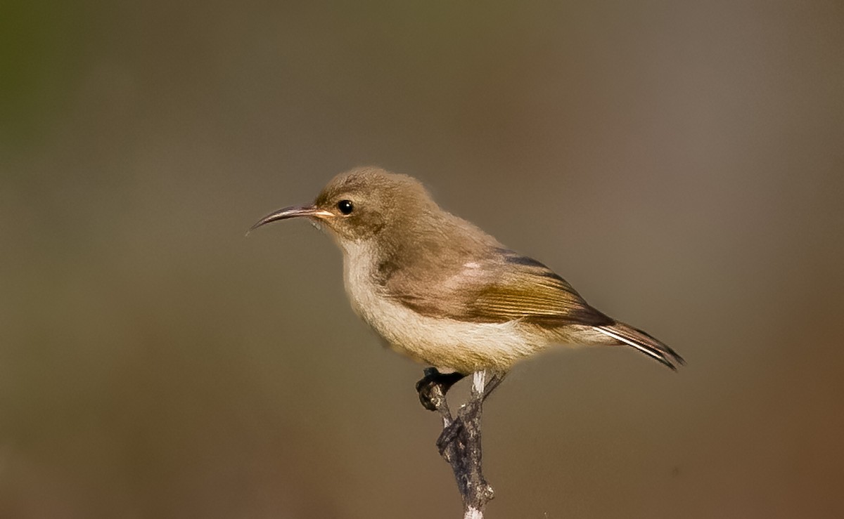 Southern Double-collared Sunbird - ML620392301