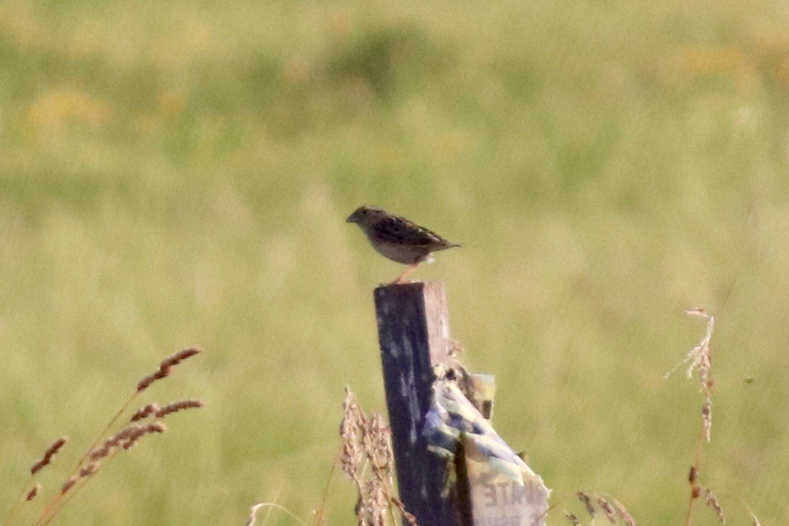 Grasshopper Sparrow - ML620392310