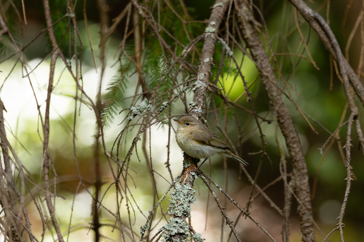 Common Chiffchaff - ML620392318