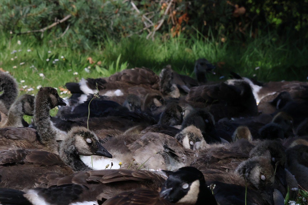 Canada Goose - ML620392324