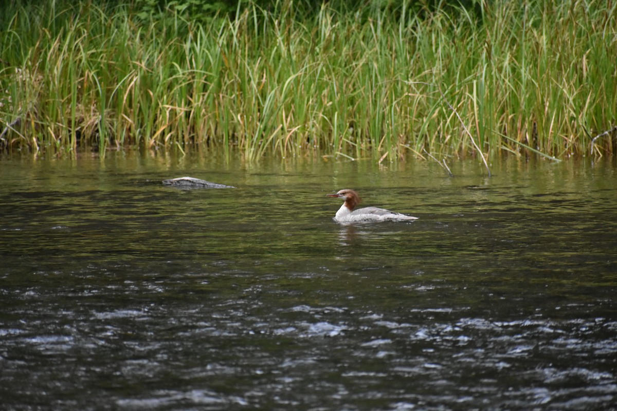 Common Merganser - ML620392328