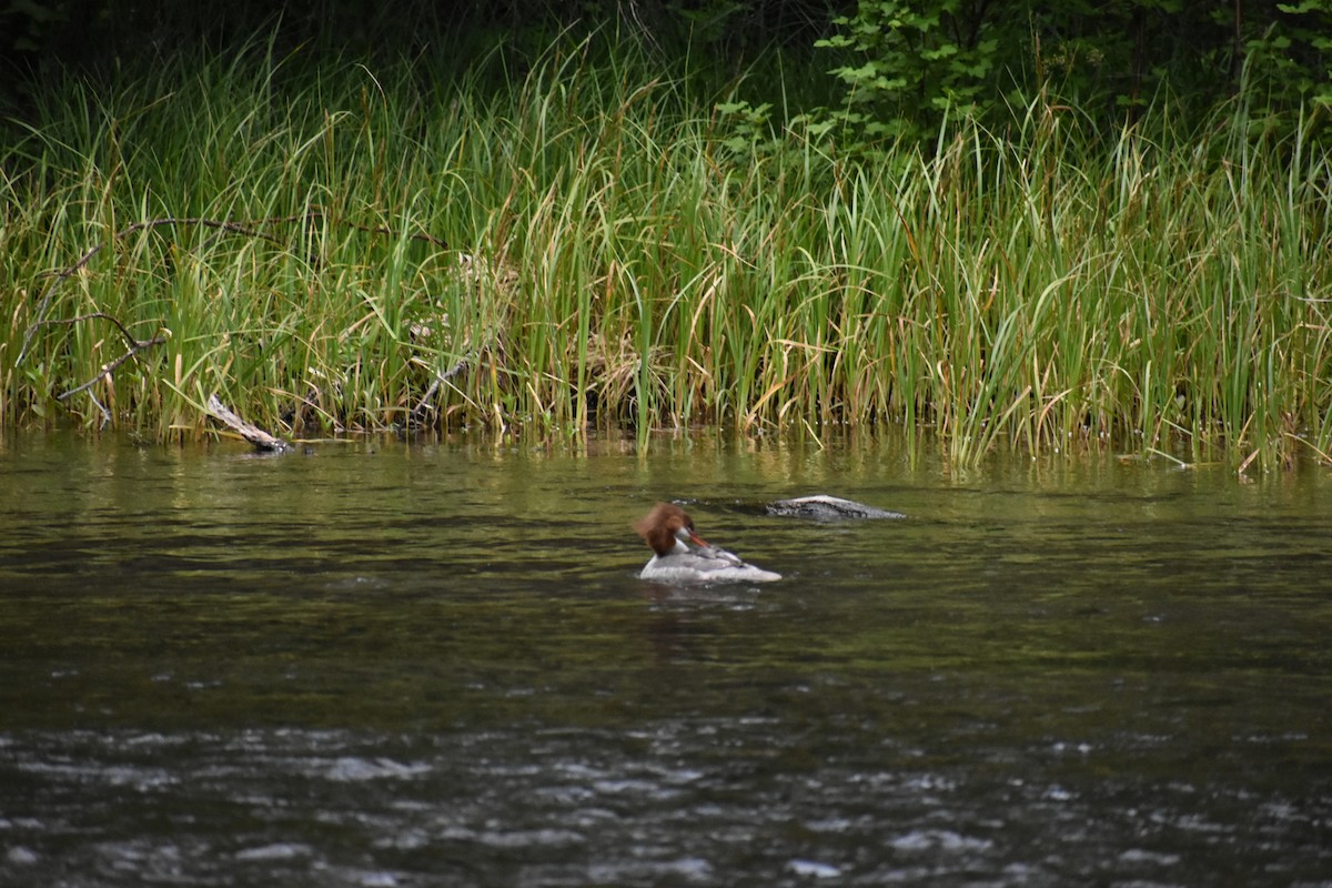 Common Merganser - ML620392329