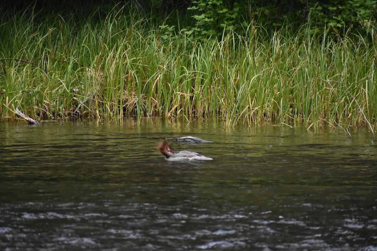 Common Merganser - ML620392330