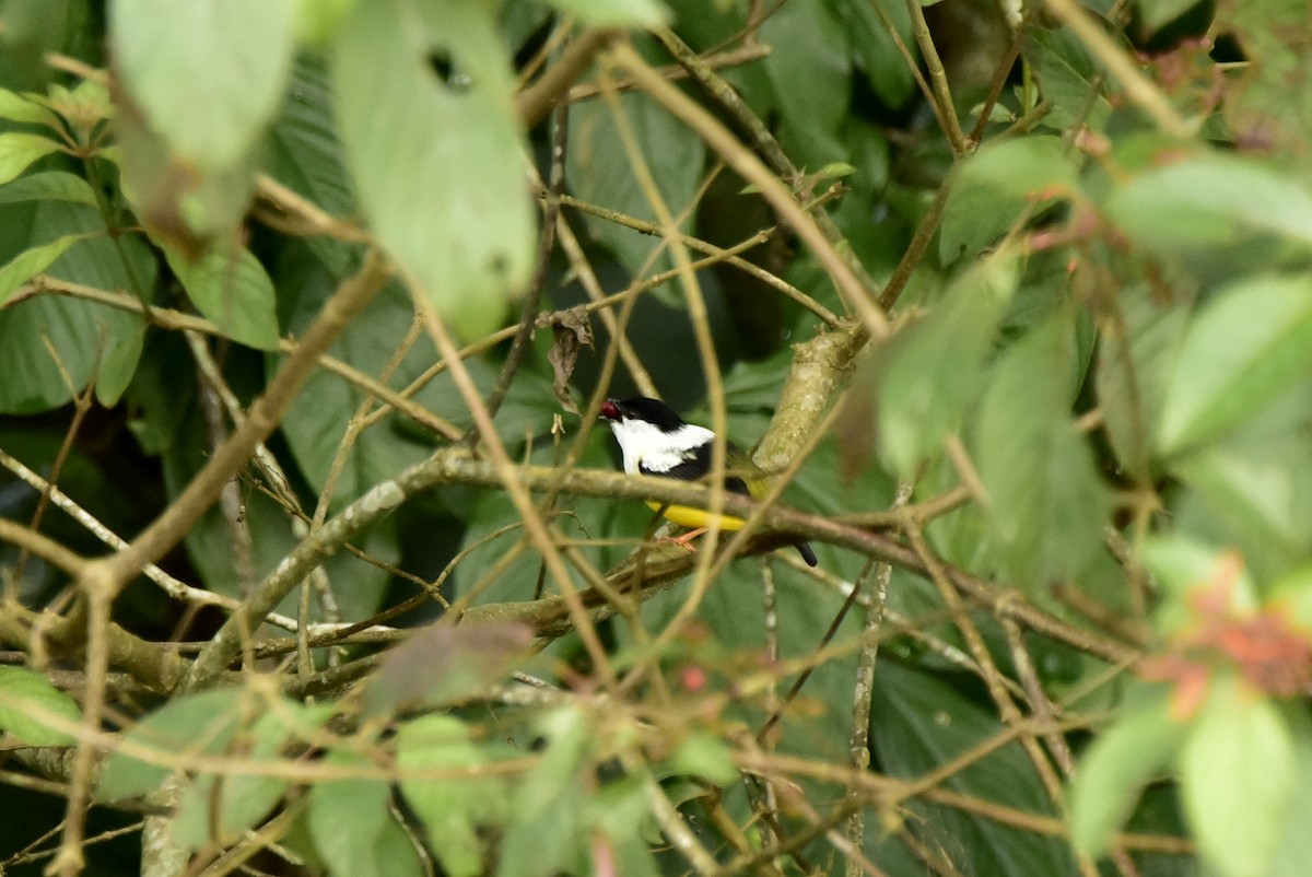 Manakin à col blanc - ML620392332