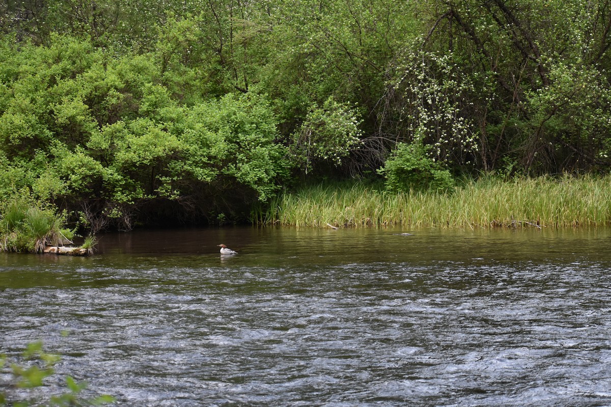 Common Merganser - ML620392333