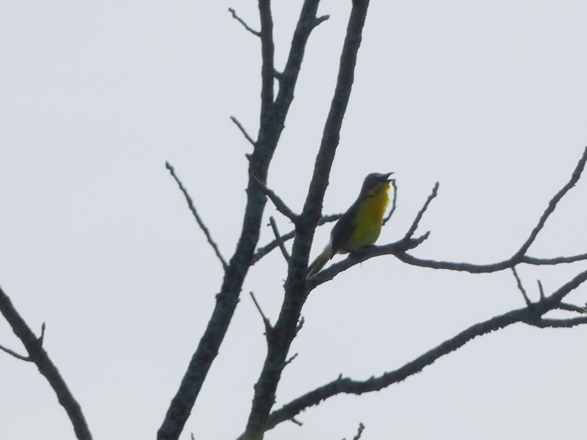 Yellow-breasted Chat - ML620392334